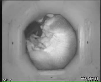 Spock out of pouch for first time
