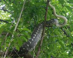 The possum-eating python